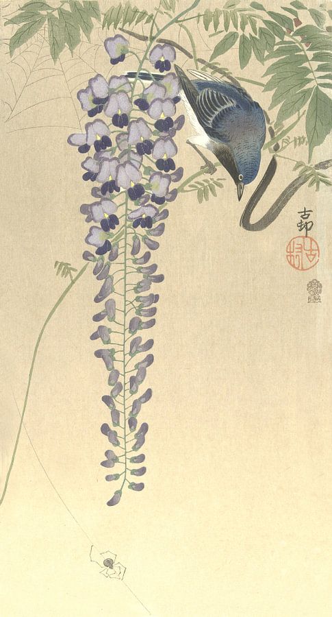 Wisteria met vliegenvanger