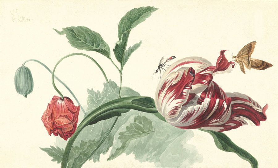 Tulp en een papaver